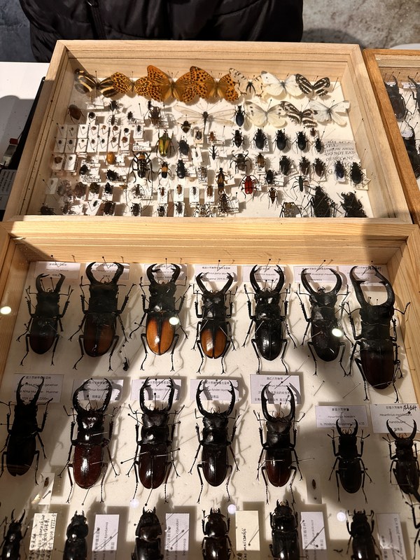 昆虫展