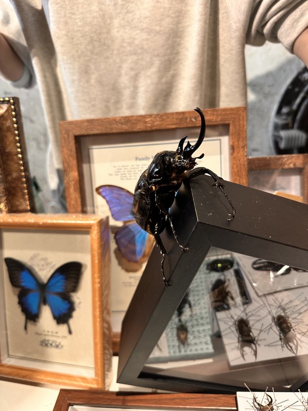 昆虫展